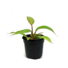 Load image into Gallery viewer, Philodendron, 4in, Orange Marmalade
