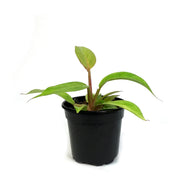 Philodendron, 4in, Orange Marmalade