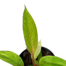 Load image into Gallery viewer, Philodendron, 4in, Orange Marmalade
