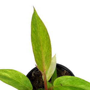 Philodendron, 4in, Orange Marmalade