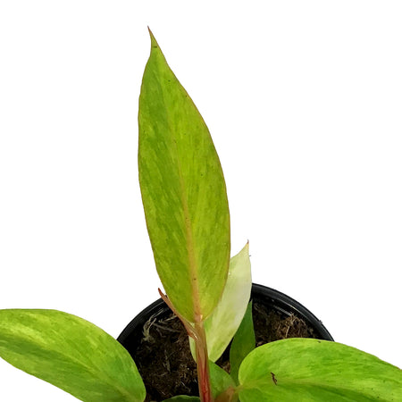 Philodendron, 4in, Orange Marmalade