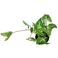 Syngonium, 4in, Batik