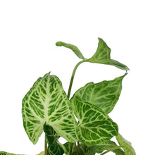 Load image into Gallery viewer, Syngonium, 4in, Batik
