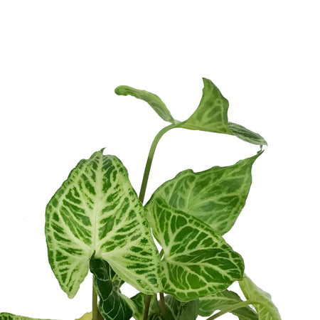 Syngonium, 4in, Batik
