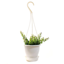 Load image into Gallery viewer, Lipstick Plant, 4.5in HB, Twister
