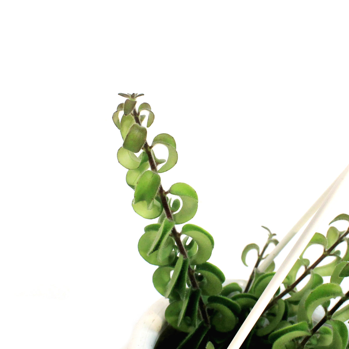 Lipstick Plant, 4.5in HB, Twister
