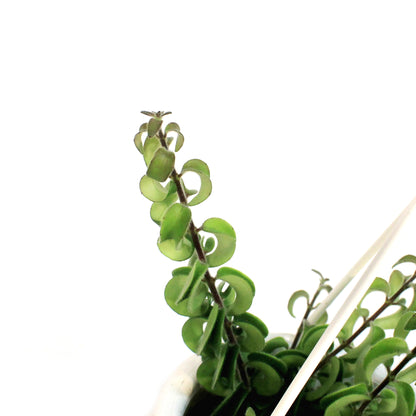 Lipstick Plant, 4.5in HB, Twister