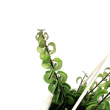 Load image into Gallery viewer, Lipstick Plant, 4.5in HB, Twister

