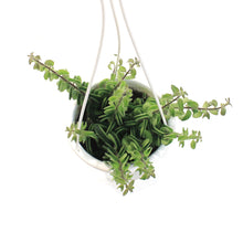 Load image into Gallery viewer, Lipstick Plant, 4.5in HB, Twister
