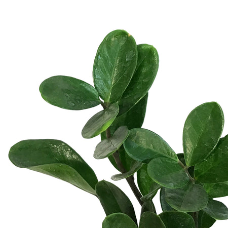 ZZ Plant, 6in, Zamioculcas Zamiifolia Lucky (Wide)