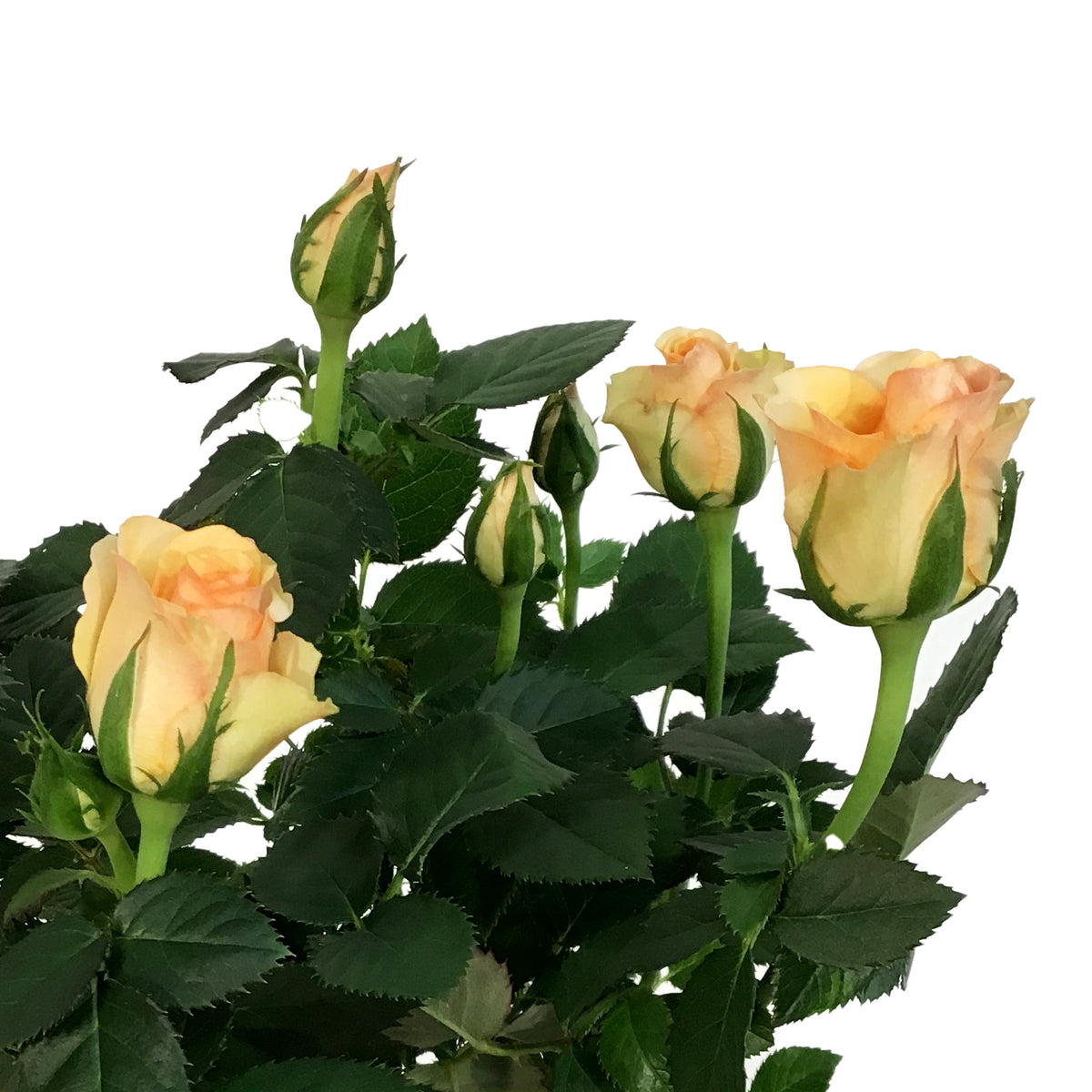 Mini Rose, 4in, Assorted Colours