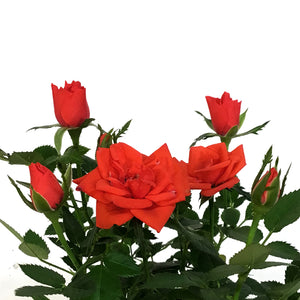 Mini Rose, 4in, Assorted Colours