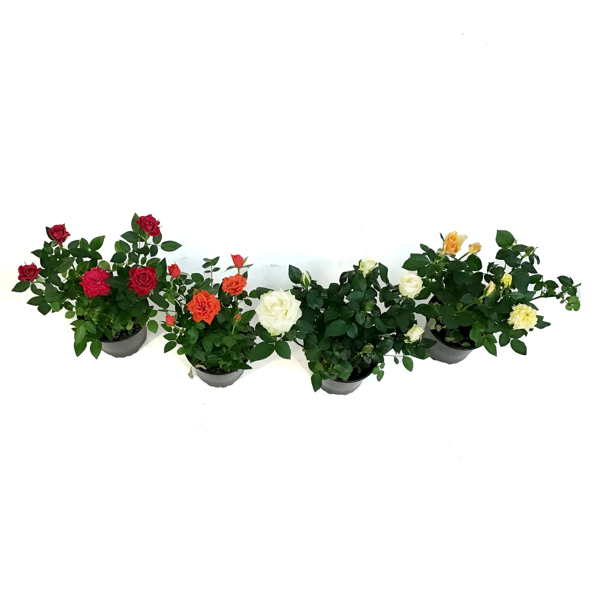 Mini Rose, 4in, Assorted Colours – Floral Acres Greenhouse 