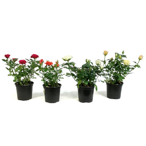 Mini Rose, 4in, Assorted Colours