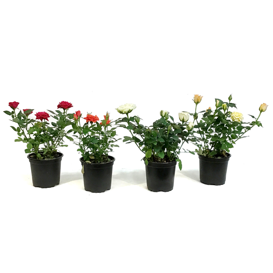 Mini Rose, 4in, Assorted Colours