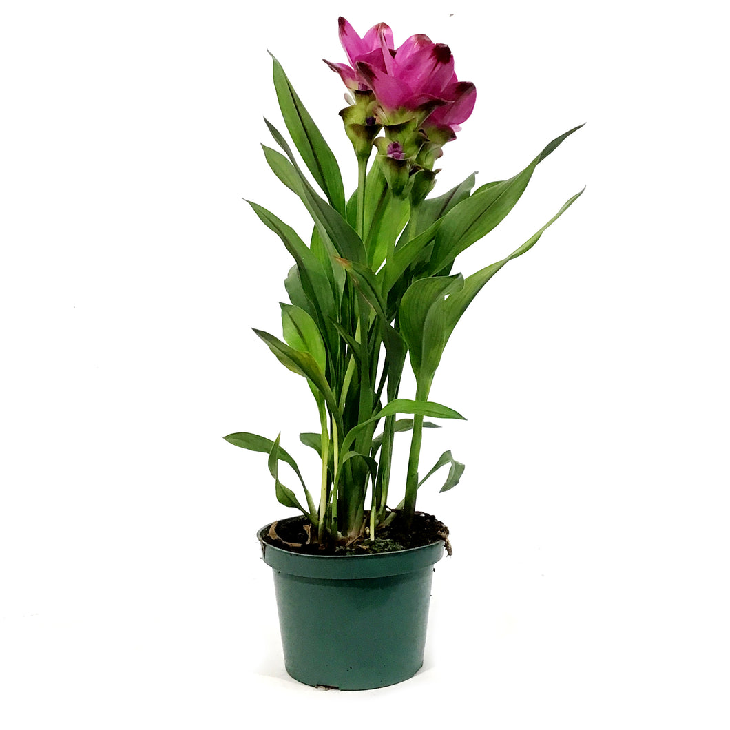 Curcuma, Tumeric Plant