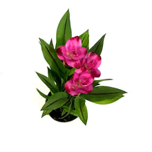 Load image into Gallery viewer, Curcuma, Tumeric Plant
