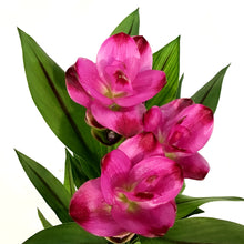 Load image into Gallery viewer, Curcuma, Tumeric Plant
