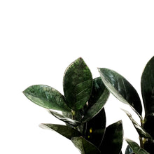 Load image into Gallery viewer, ZZ Plant, 8in, Zamioculcas Zamiifolia Raven ZZ
