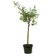 Load image into Gallery viewer, Willow, 6in, Variegated
