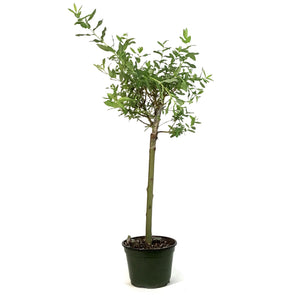 Willow, 6in, Variegated