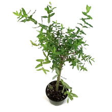 Load image into Gallery viewer, Willow, 6in, Variegated
