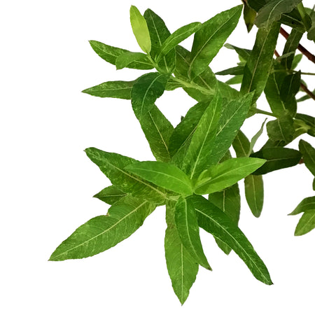Willow, 6in, Variegated