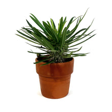 Load image into Gallery viewer, Madagascar Palm, 5in, Clay Pot
