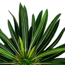 Load image into Gallery viewer, Madagascar Palm, 5in, Clay Pot
