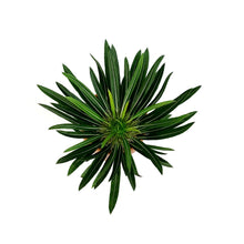 Load image into Gallery viewer, Madagascar Palm, 5in, Clay Pot
