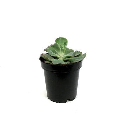 Succulent, 3.5in, Echeveria Dorothy