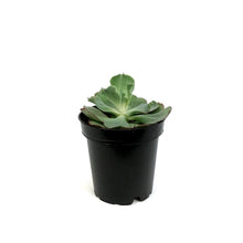 Load image into Gallery viewer, Succulent, 3.5in, Echeveria Dorothy
