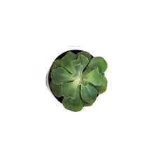Load image into Gallery viewer, Succulent, 3.5in, Echeveria Dorothy
