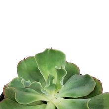Load image into Gallery viewer, Succulent, 3.5in, Echeveria Dorothy

