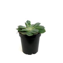 Load image into Gallery viewer, Succulent, 3.5in, Echeveria Raindrop
