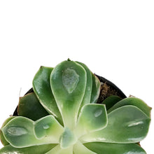 Load image into Gallery viewer, Succulent, 3.5in, Echeveria Raindrop
