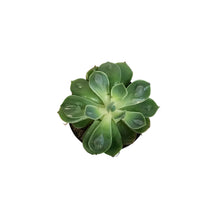 Load image into Gallery viewer, Succulent, 3.5in, Echeveria Raindrop
