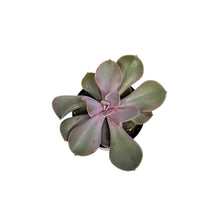 Load image into Gallery viewer, Succulent, 3.5in, Echeveria Trompette
