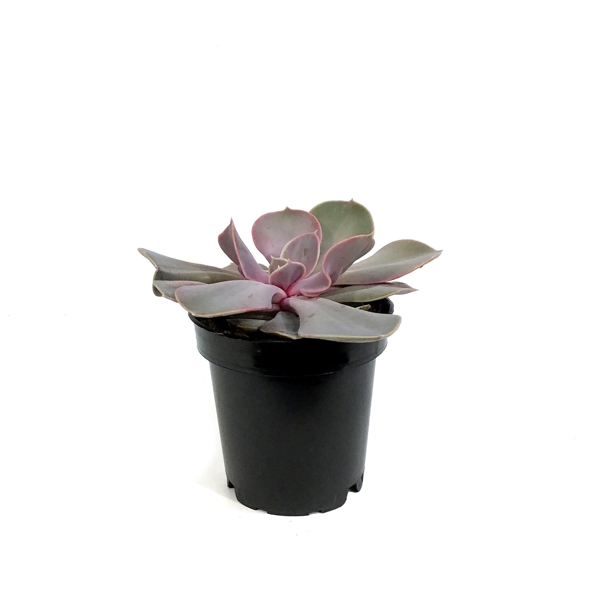 Succulent, 3.5in, Echeveria Trompette