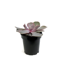 Load image into Gallery viewer, Succulent, 3.5in, Echeveria Trompette
