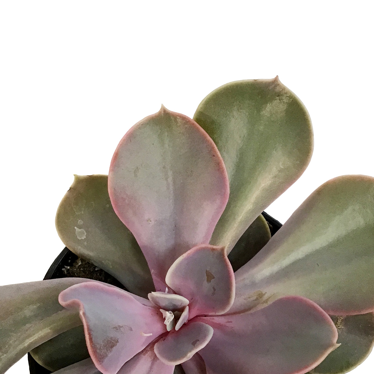 Succulent, 3.5in, Echeveria Trompette