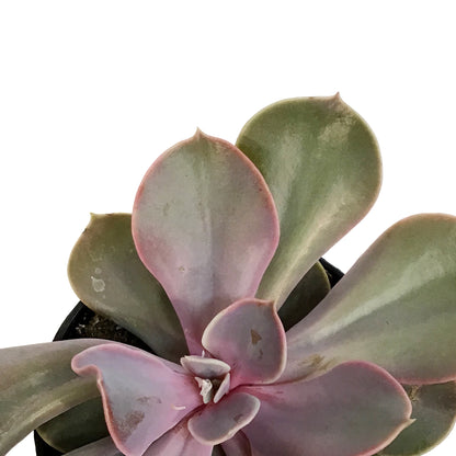 Succulent, 3.5in, Echeveria Trompette