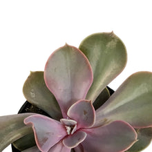 Load image into Gallery viewer, Succulent, 3.5in, Echeveria Trompette
