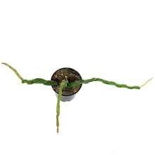 Load image into Gallery viewer, Rhipsalis, 3.5in , Paradoxa
