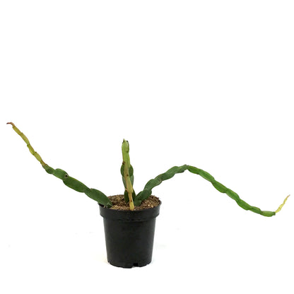 Rhipsalis, 3.5in , Paradoxa