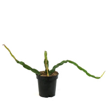 Load image into Gallery viewer, Rhipsalis, 3.5in , Paradoxa
