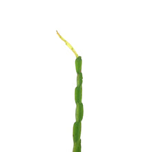 Load image into Gallery viewer, Rhipsalis, 3.5in , Paradoxa
