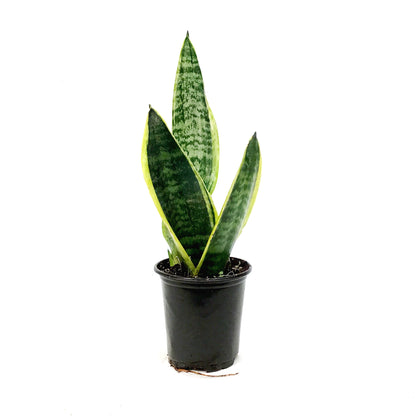 Sansevieria, 3.5in, Futura Superba