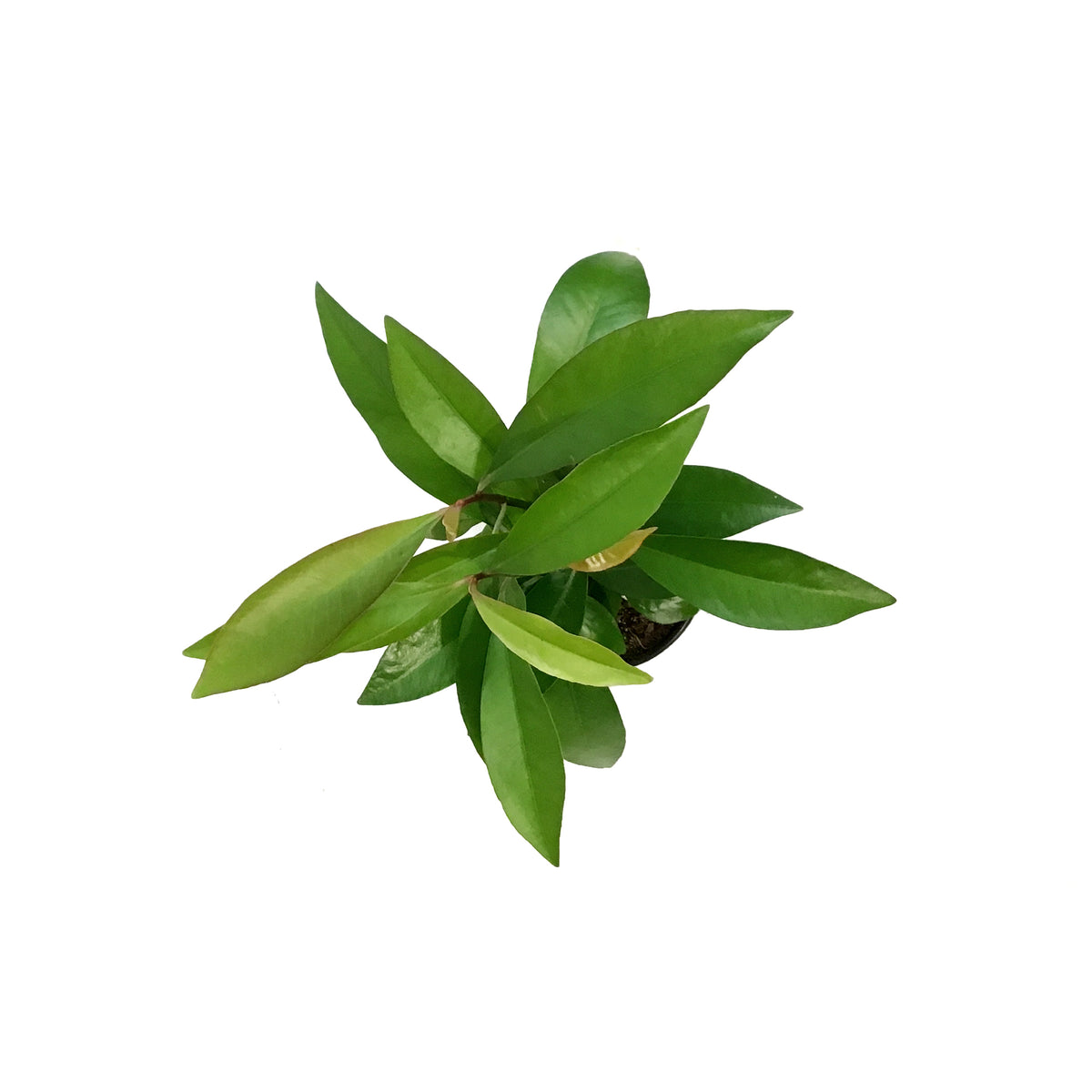 Ardesia Humilis, red, 3.5in