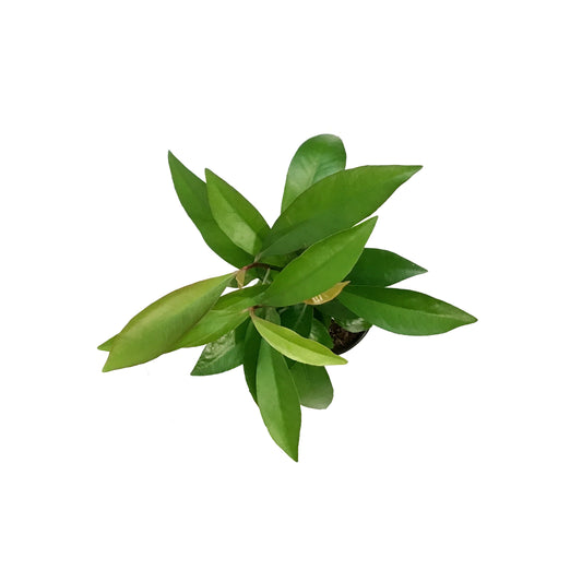 Ardesia Humilis, red, 3.5in